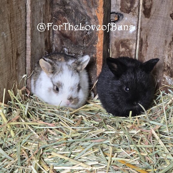 Love Bunnies? Follow My YouTube Channel @ForTheLoveofBuns - Picture 5 of 6